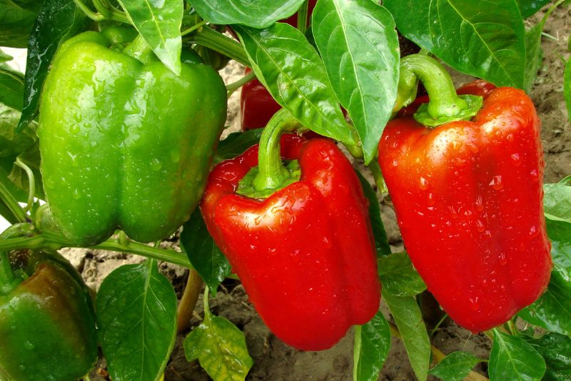 Why Companion Planting with Peppers?