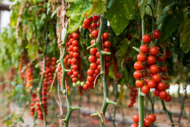 Plants to Avoid Planting With Tomatoes This Season