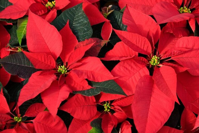 Poinsettia Care: How to Keep Your Holiday Bloom for Days, Months, and Maybe Years