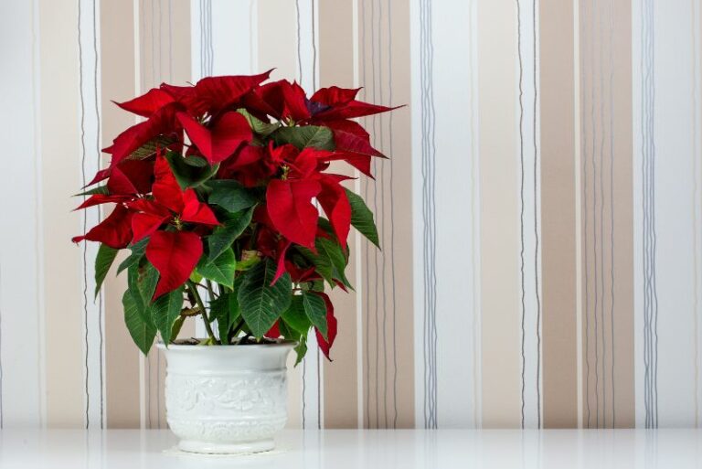 Guide to Fertilizing Poinsettias for Gardening Enthusiasts