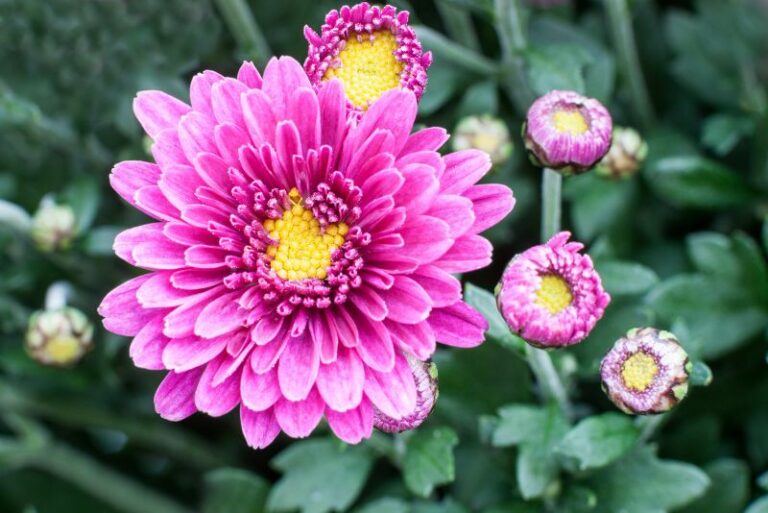 Protect Your Chrysanthemums: A Comprehensive Guide to Managing Powdery Mildew