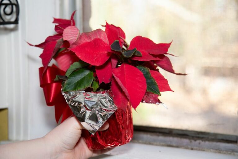 Reviving Poinsettias: Understanding Causes and Solutions for Shriveled Leaves