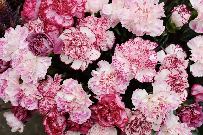 peony Right Varieties for Your Garden