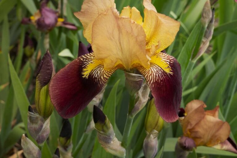Should You Cut Back Bicolor Iris? Gardening Tips