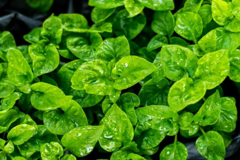 Companion Planting: Spinach and Its Ideal Plant Partners