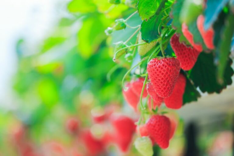 Growing Strawberries and Cucumbers Together: A Guide for Garden Enthusiasts