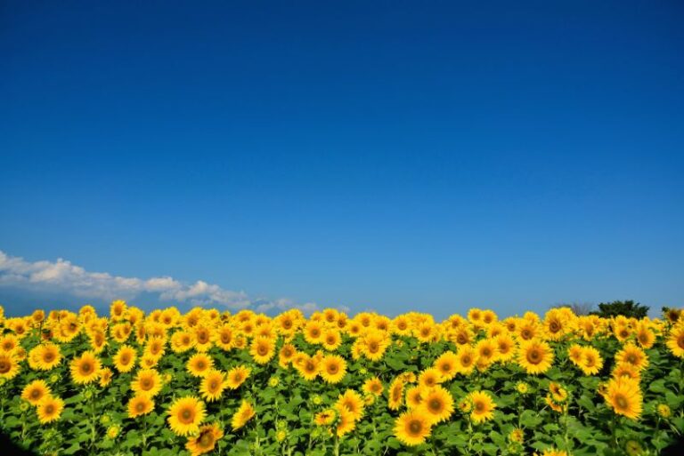 How to Plant and Grow Sensational Sunflowers