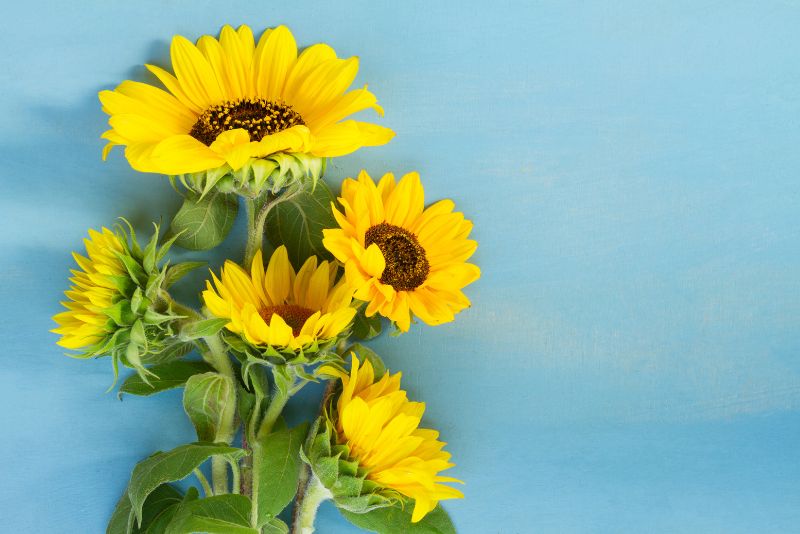 Choosing the Right Sunflower Variety