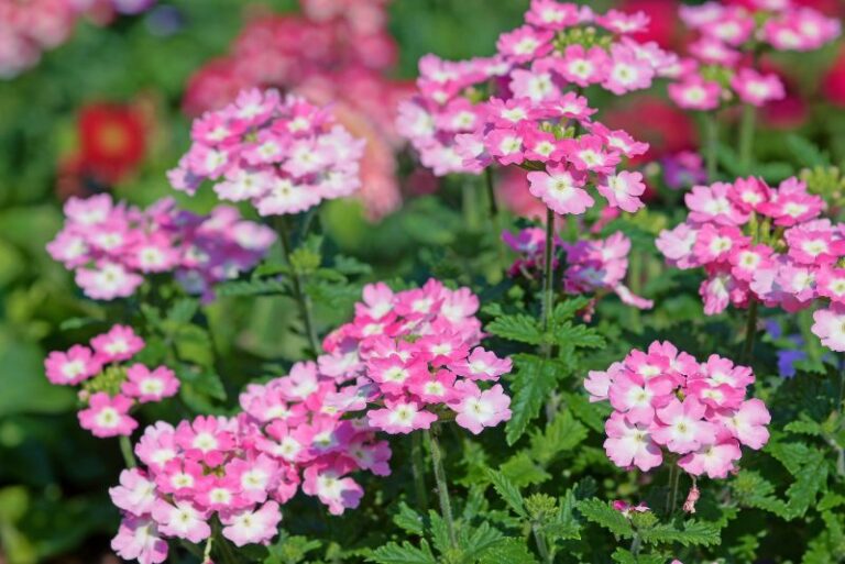 Take the Fuss Out of Verbena: A Growing Guide