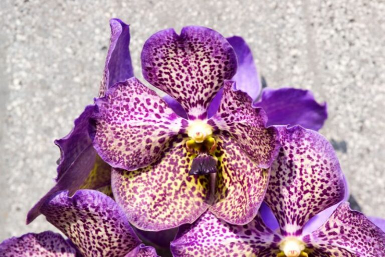 The Exotic Allure of Vanda Orchids: Cultivating Nature’s Airborne Jewels