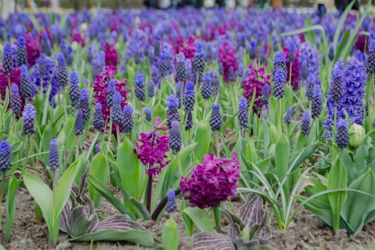 Unearth the Fragrance: The Joy of Hyacinth Cultivation