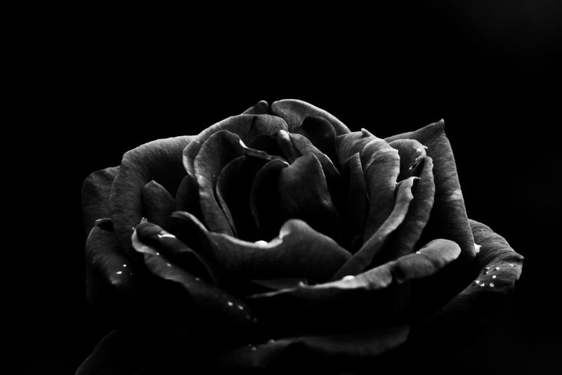The Myth of the Black Rose Bush