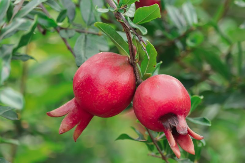 The Pomegranate in Winter: A Symbol of Abundance
