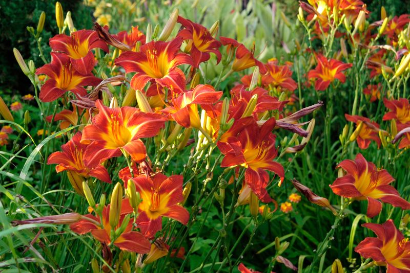 The Rhythms of Renewal: When to Divide Daylilies