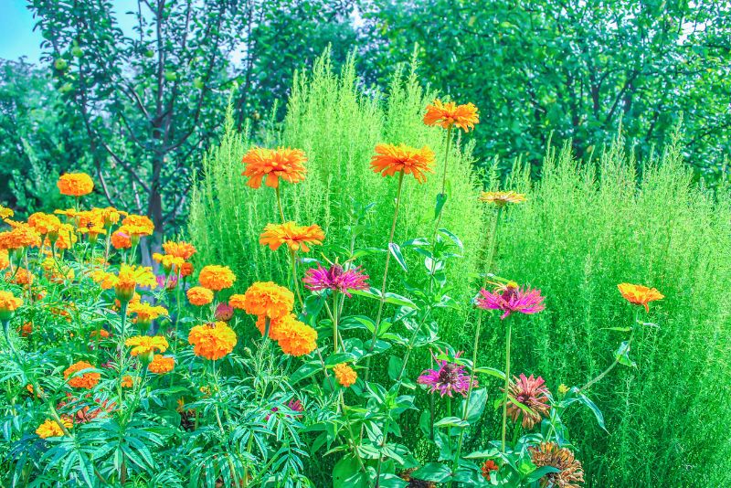 The Symphony of Benefits in Companion Planting