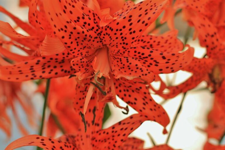 Tiger Lily Cultivation: A Comprehensive Guide to Growing Lilium Lancifolium