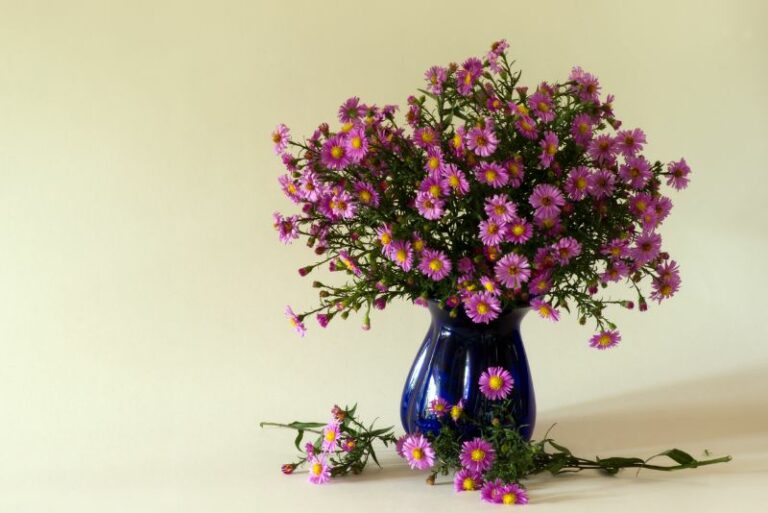 Tips For Growing Asters in Pots or Containers