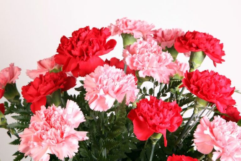 Carnation Garden Plants: Tips For Growing Carnations