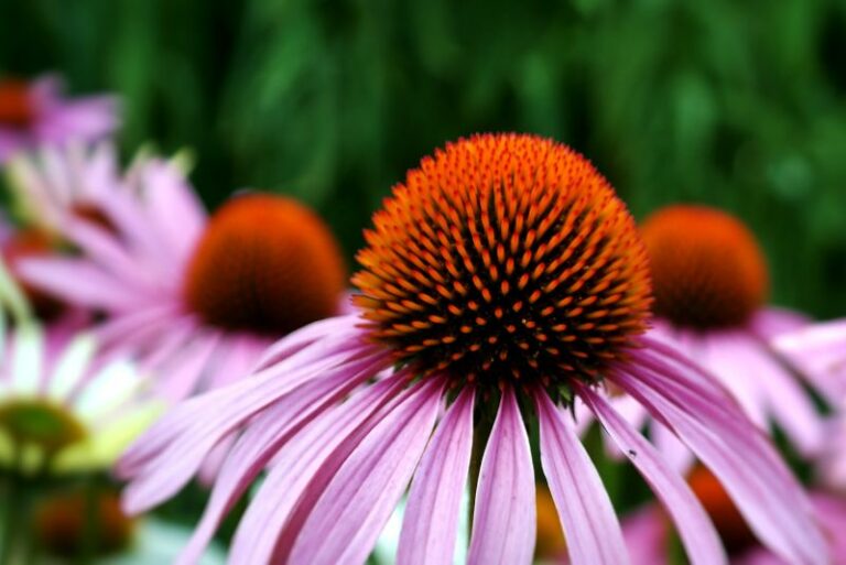Tips For Growing Coneflowers In Containers