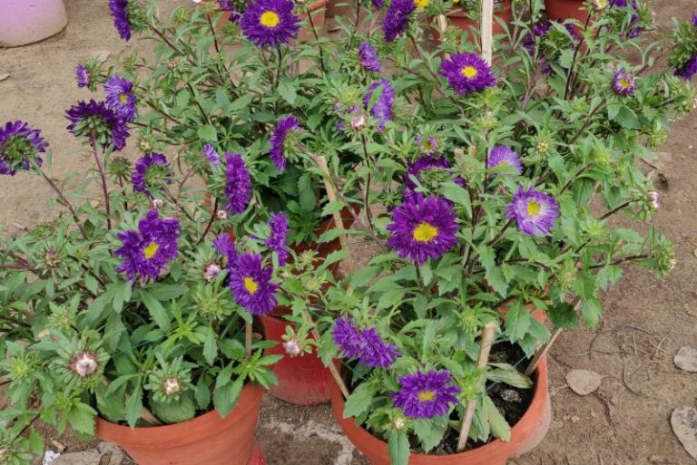 Treating Leaf Spots on Aster Plants: A Comprehensive Guide