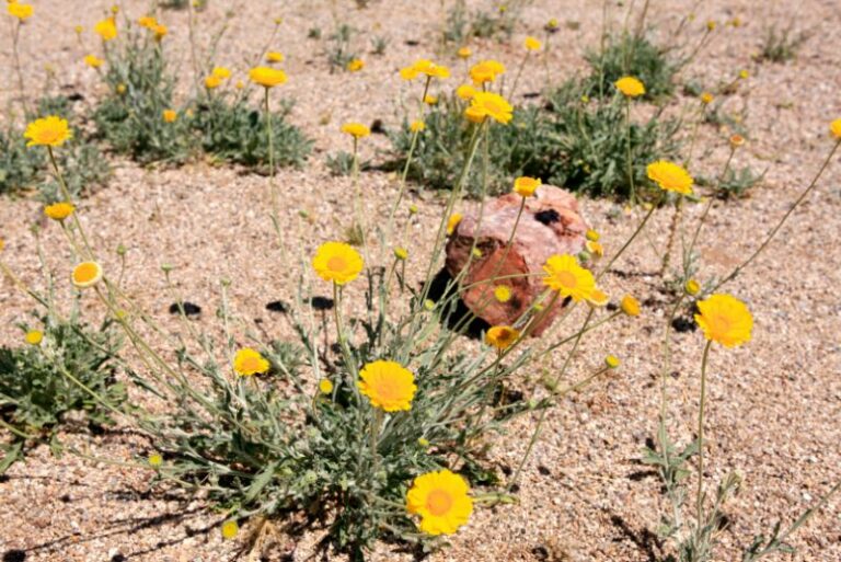 The Ultimate Guide to Growing and Caring for Desert Marigolds