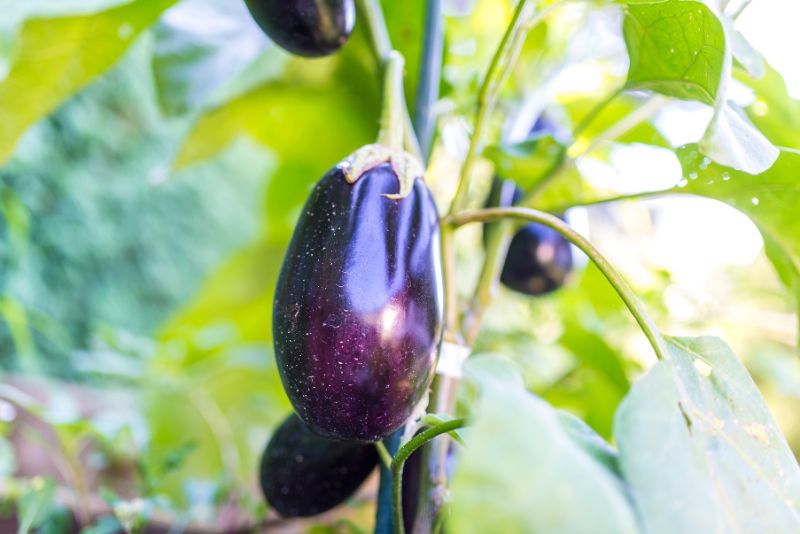 Understanding Eggplants in Your Garden