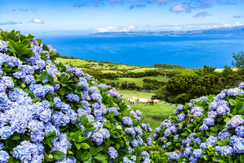 Understanding Hydrangeas