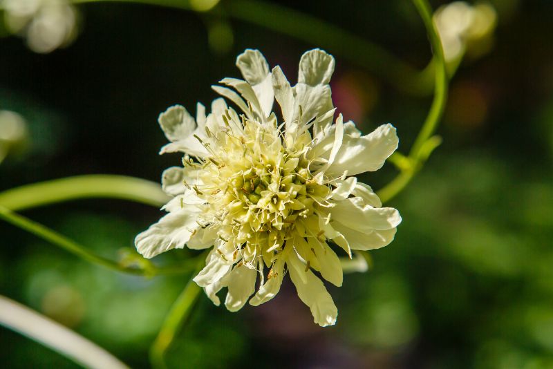 Understanding Scabiosa Flowers