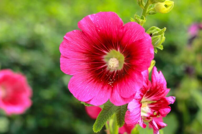 Unlocking the Beauty: Understanding the Colors of Hollyhocks