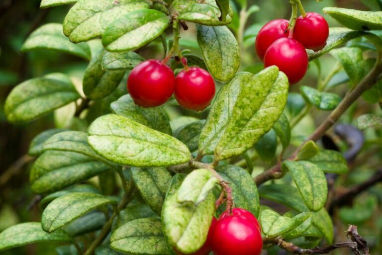 Unlocking the Secrets of Lingonberry Plants: A Gardener’s Guide