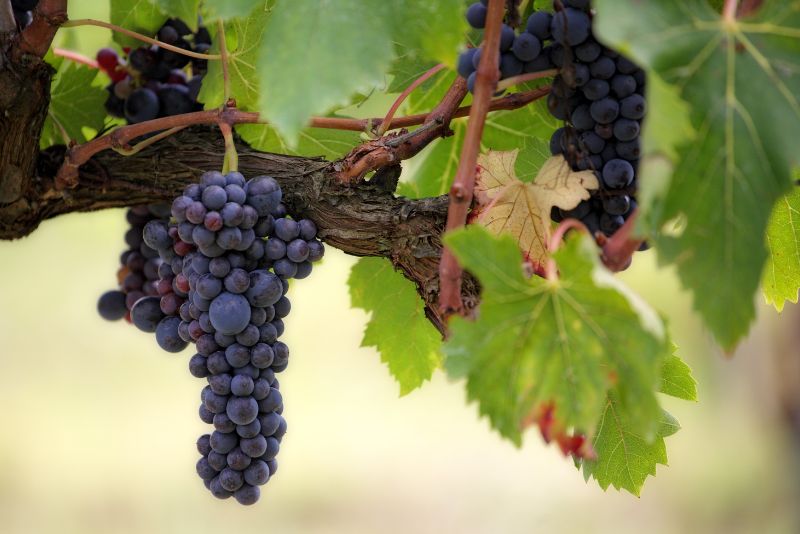 Unveiling the Vines: Understanding Grape Varieties