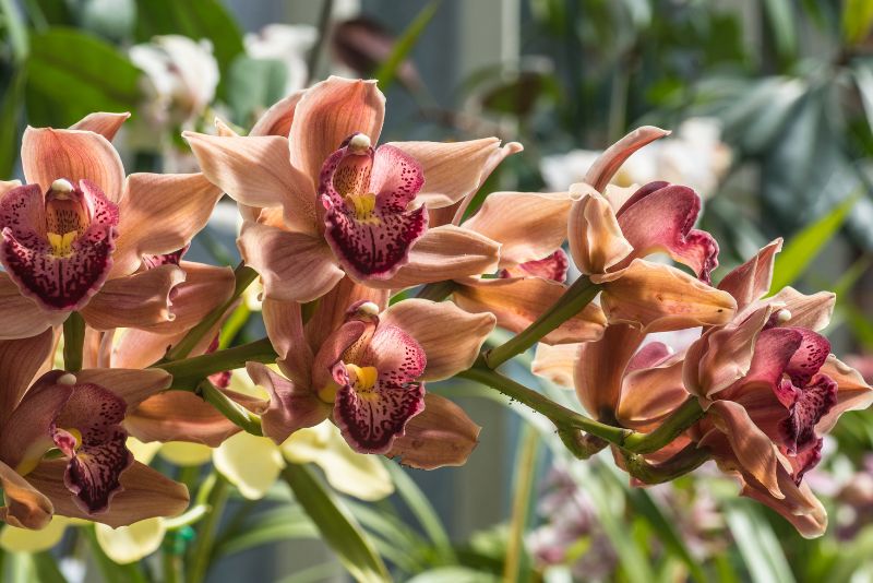 Understanding Orchid Health