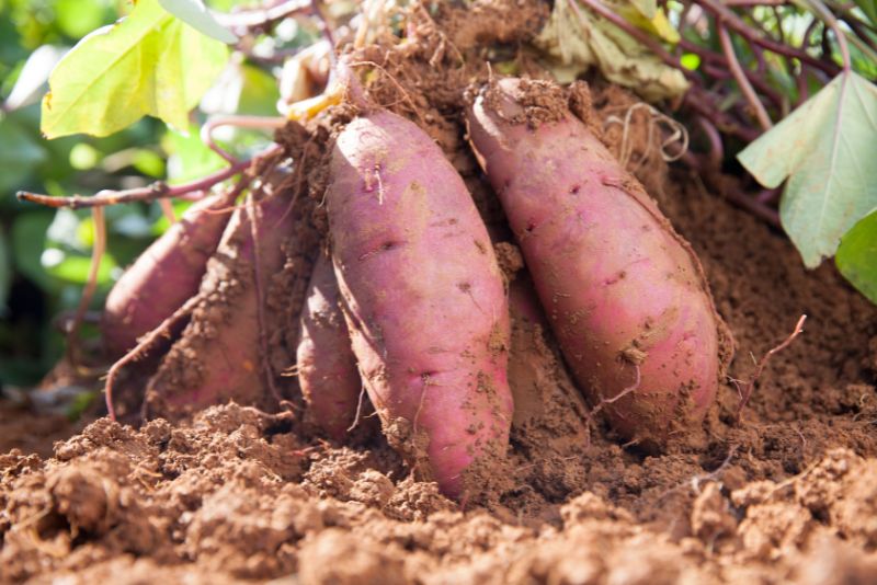 Why Companion Planting with Sweet Potatoes?