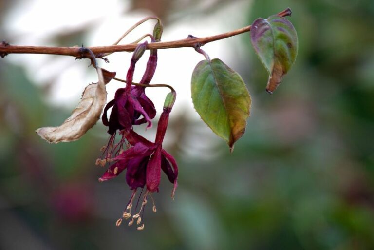 Why Is My Fuchsia Wilting? 5 Common Issues Uncovered