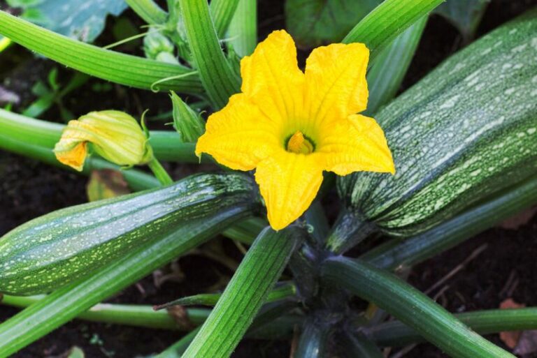 Companion Planting with Zucchini for a Thriving Garden
