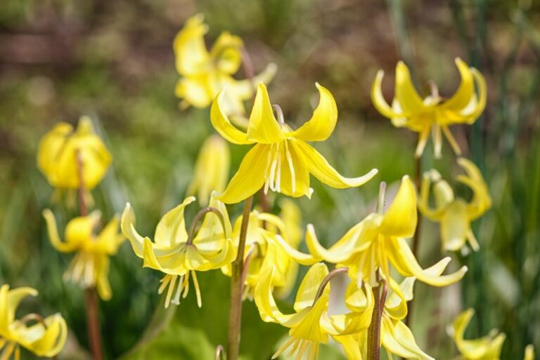 Growing Erythroniums: A Horticultural Guide